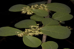 Securinega leucopyrus